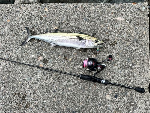 サゴシの釣果