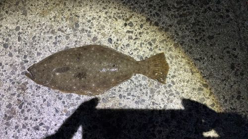 ヒラメの釣果