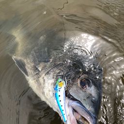 チヌ