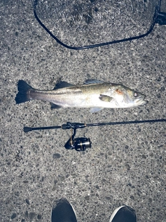 スズキの釣果