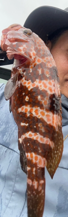 アコウの釣果