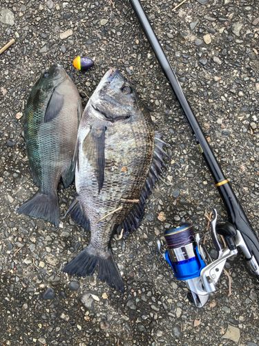 クロダイの釣果