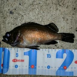 クロメバル