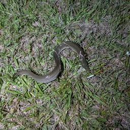 ニホンウナギ
