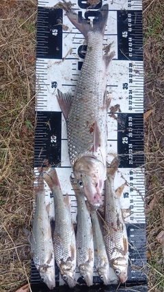 ニゴイの釣果