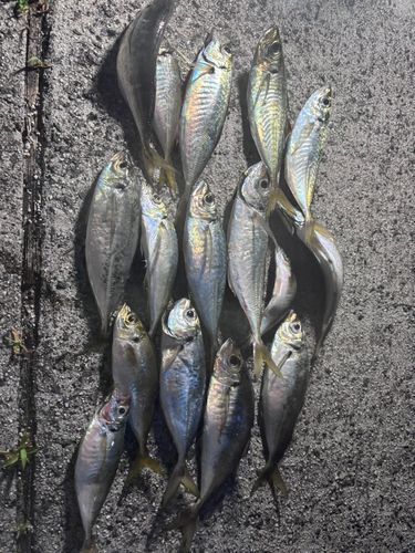 アジの釣果