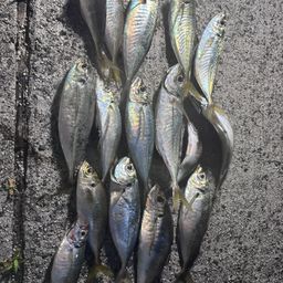 アジ