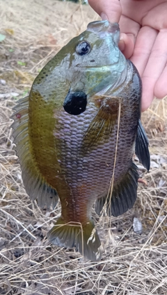 ブルーギルの釣果