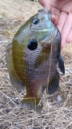 ブルーギルの釣果