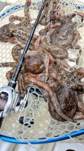 マダコの釣果