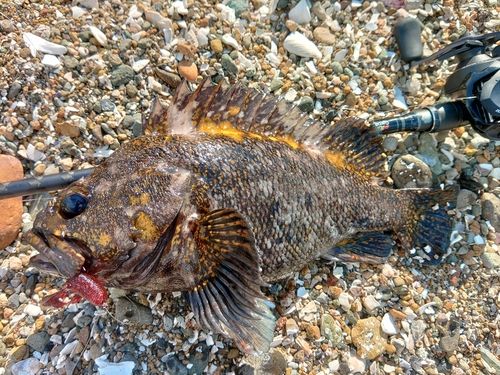 ハチガラの釣果