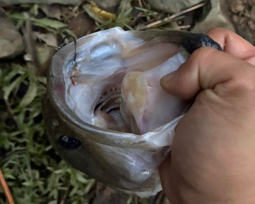ブラックバスの釣果