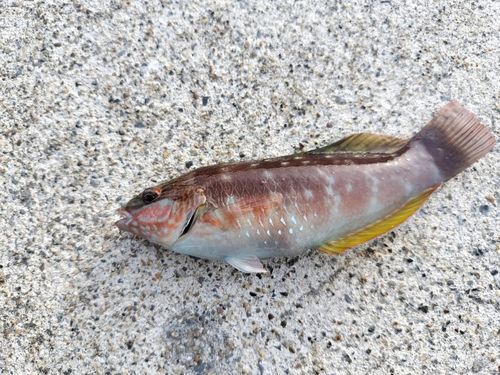 ニシキベラの釣果