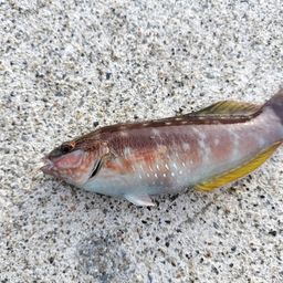 ニシキベラ