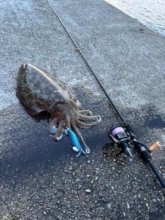 モンゴウイカの釣果