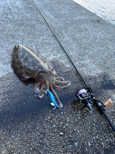モンゴウイカの釣果