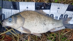 ヘラブナの釣果
