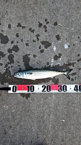 サバの釣果