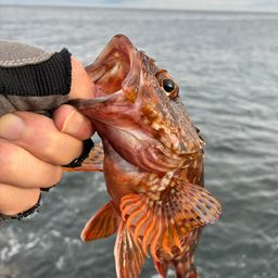 カサゴ