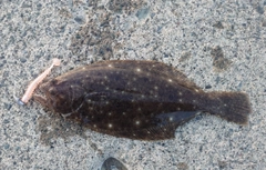 ヒラメの釣果