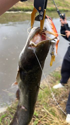 ナマズの釣果