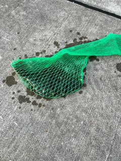 イシガレイの釣果