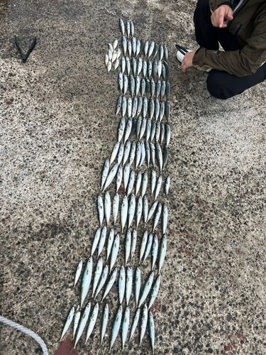 マサバの釣果