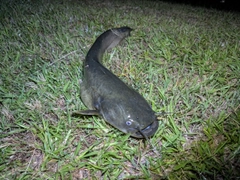 マナマズの釣果