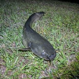 マナマズ