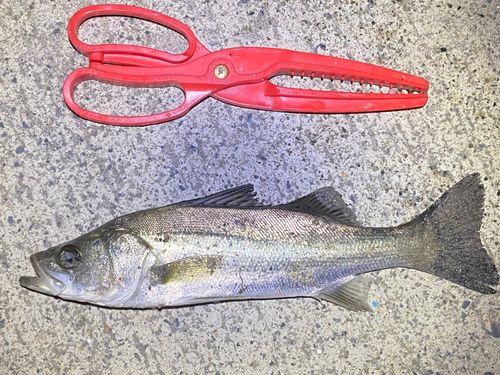 セイゴ（マルスズキ）