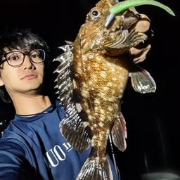 カサゴ
