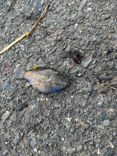 キタマクラの釣果