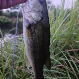 ラージマウスバス