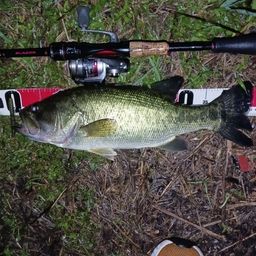 ラージマウスバス