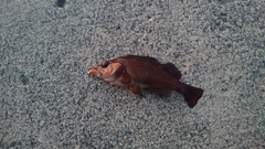ガヤの釣果