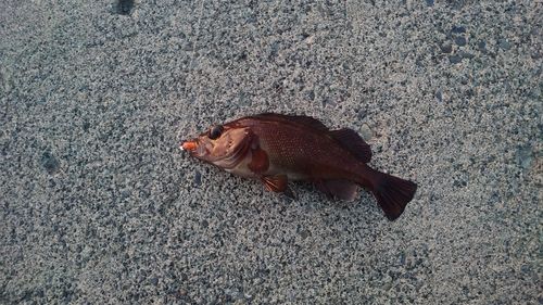 ガヤの釣果