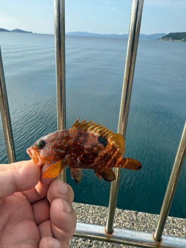 キジハタの釣果