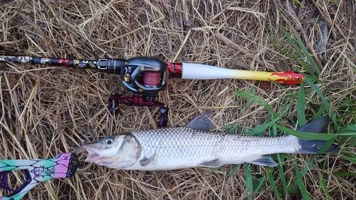 ニゴイの釣果
