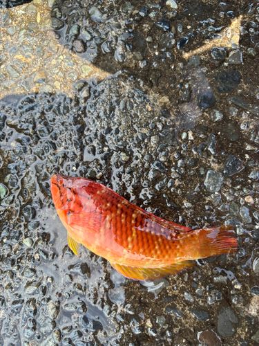 アカササノハベラの釣果