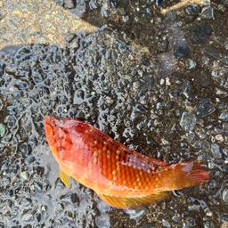 アカササノハベラ