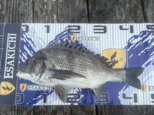 クロダイの釣果