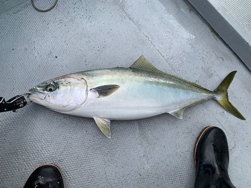 ワラサの釣果