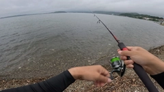 ヘダイの釣果