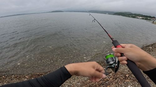ヘダイの釣果