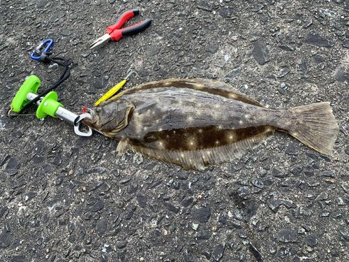 ヒラメの釣果