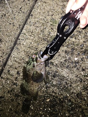 ベッコウゾイの釣果