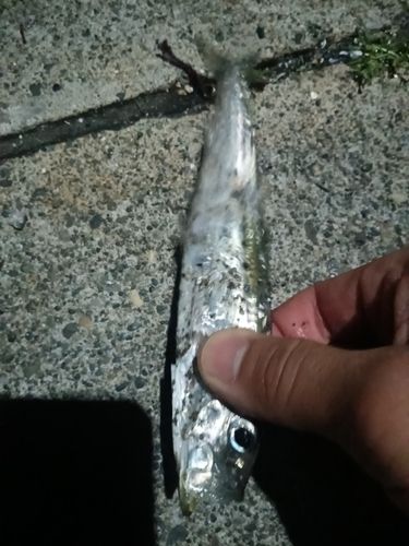 イワシの釣果