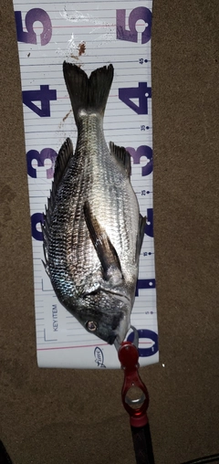 チヌの釣果