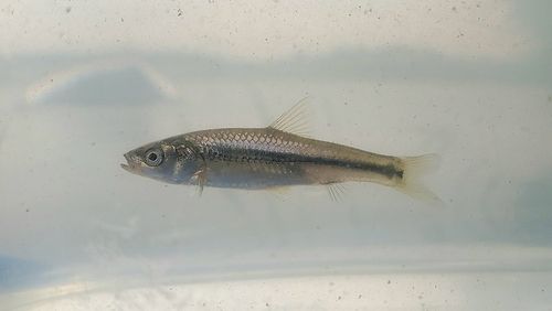 タモロコの釣果