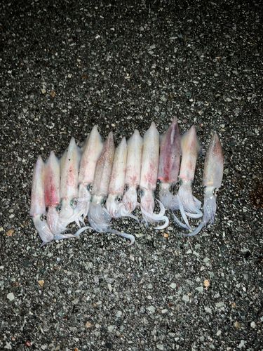 シロイカの釣果